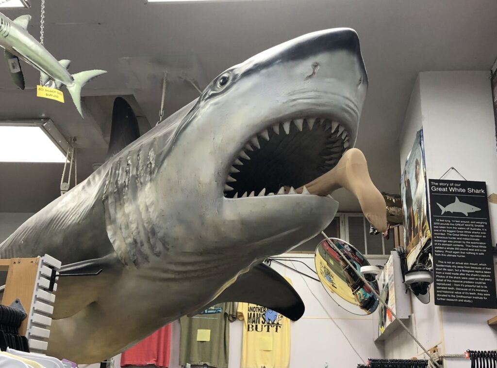 A fiberglass Great White with a human foot sticking out of its mouth